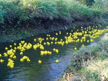 Duck race